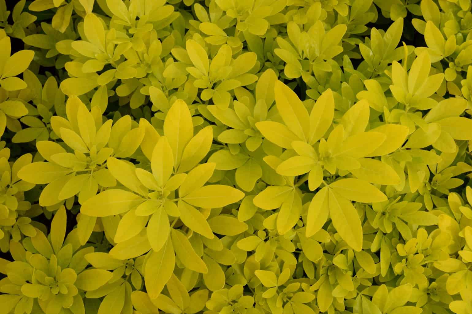 Choisya ternata Sundance